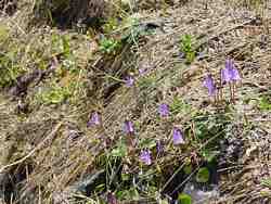 Cliquer pour agrandir l'image (800x600 :  95 KB pixels); 02.06.2003 09:15