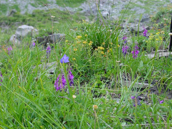 Click to see next picture