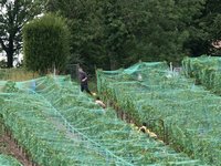 Click to see big picture (667x500 pixels; 139 KB)