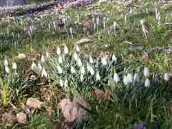 Cliquer pour agrandir l'image (800x600 :  84 KB pixels); 24.02.2004 15:51