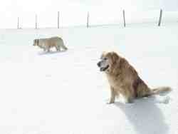 Cliquer pour agrandir l'image (800x600 :  29 KB pixels); 14.03.2004 14:53