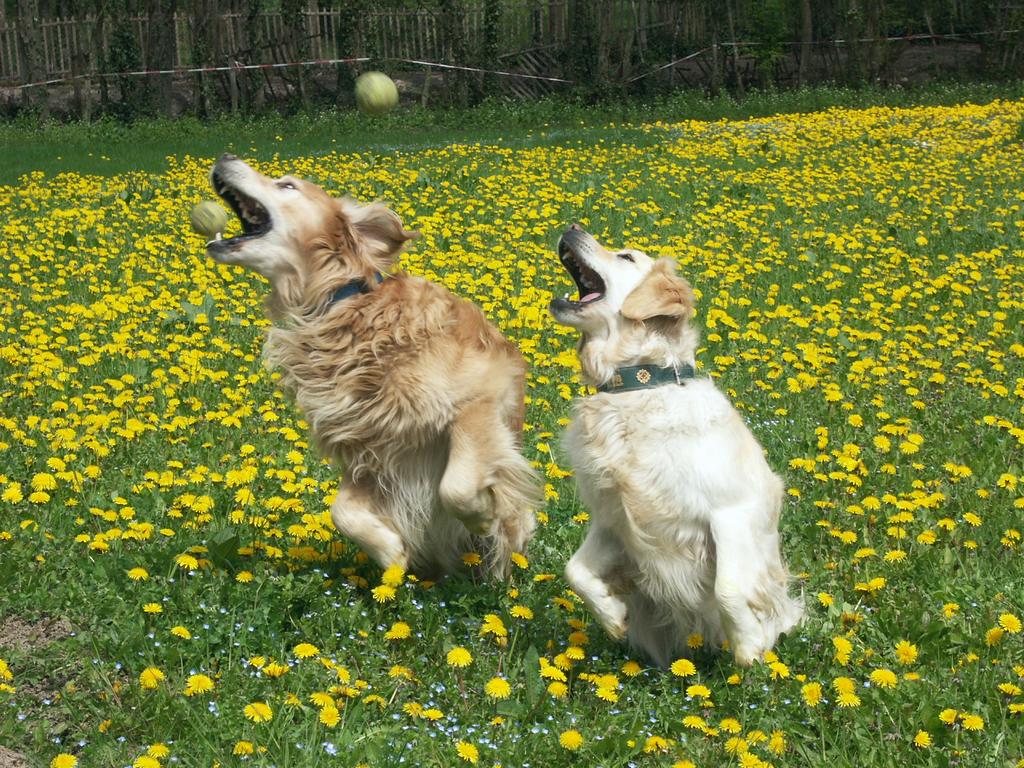 {Clic pour voir plus grand}