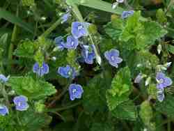 Cliquer pour agrandir l'image (800x600 :  35 KB pixels); 02.05.2004 16:55