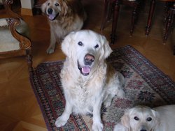 Cliquer pour agrandir l'image (1280x960 pixels; 3600 KB)