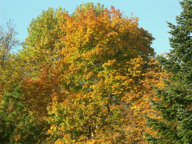 Clic ici pour voir l'image suivante