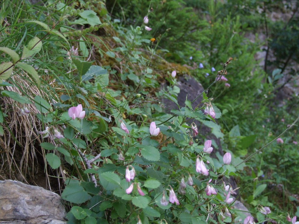 Cliquer pour voir l'image suivante