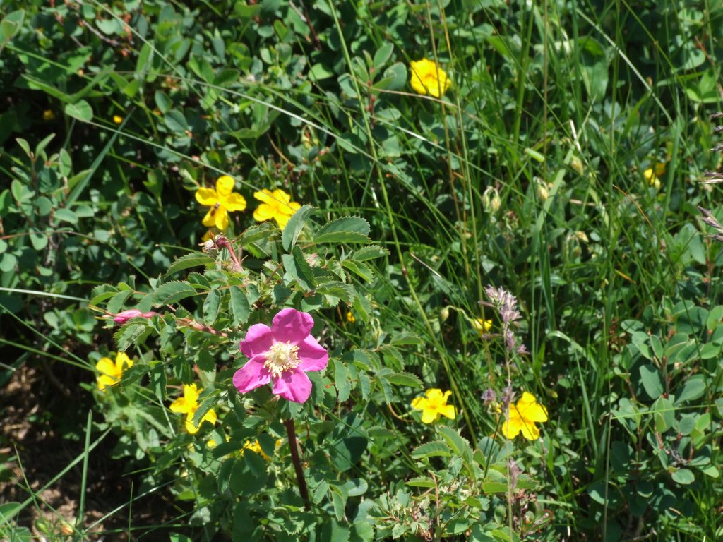 Cliquer pour voir l'image suivante