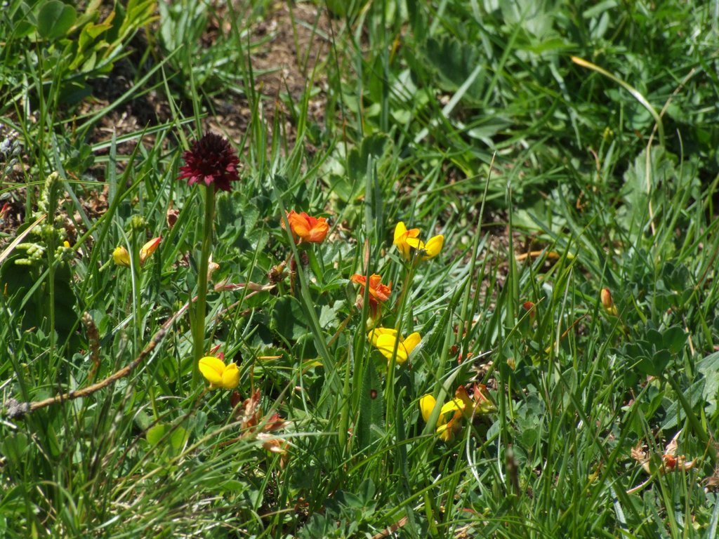 Cliquer pour voir l'image suivante