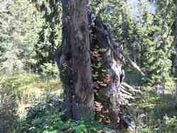 Cliquer pour agrandir l'image (1024x768 pixels; 99 KB)