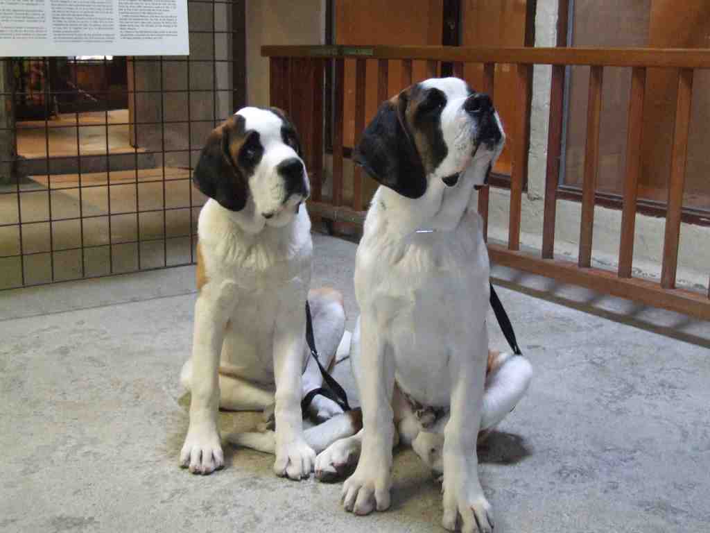 Cliquer pour voir l'image suivante