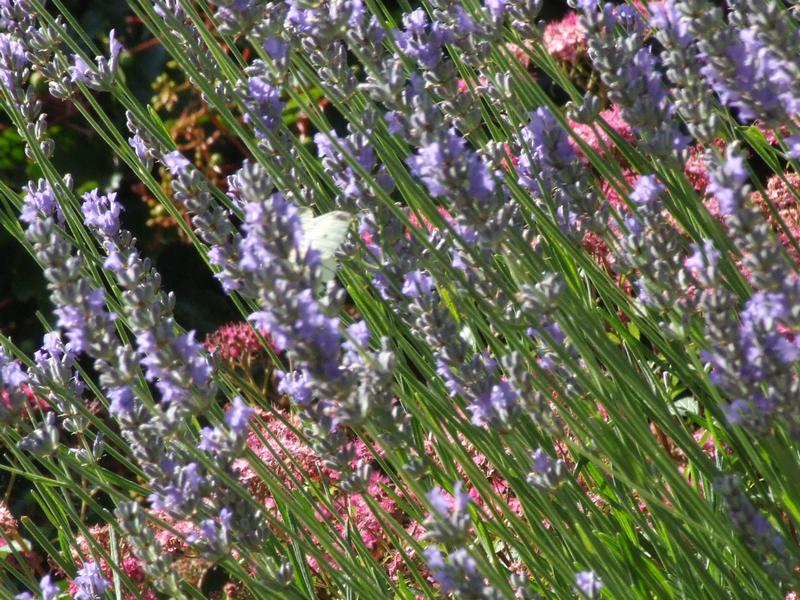 Cliquer pour voir l'image suivante