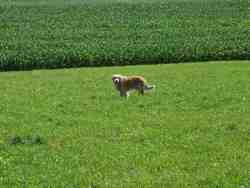 Cliquer pour agrandir l'image (800x600 pixels; 140 KB)