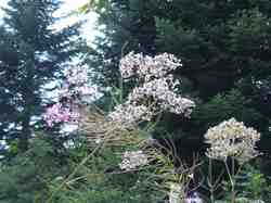 Clic pour agrandir l'�mage (1024x768 pixels; 157 KB)