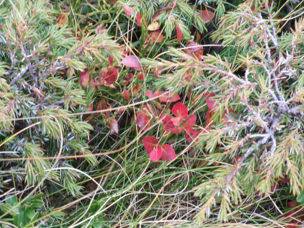 Clic pour voir l'image suivante