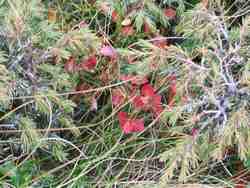 Clic pour agrandir l'�mage (1024x768 pixels; 183 KB)