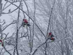 Clic pour agrandir l'�mage (1024x768 pixels; 102 KB)