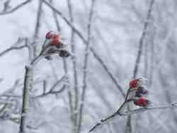 Clic pour agrandir l'�mage (1024x768 pixels; 56 KB)