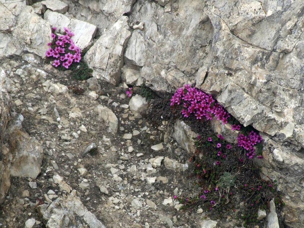 Clic pour voir l'image suivante