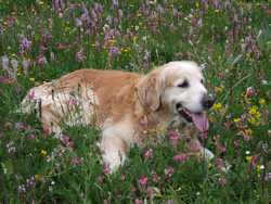 Clic pour agrandir l'mage (1024x768 pixels; 200 KB)