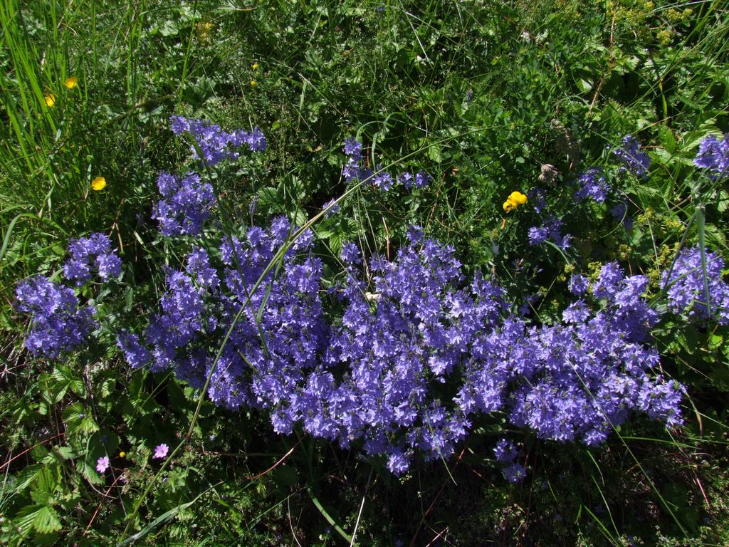 Clic pour voir l'image suivante