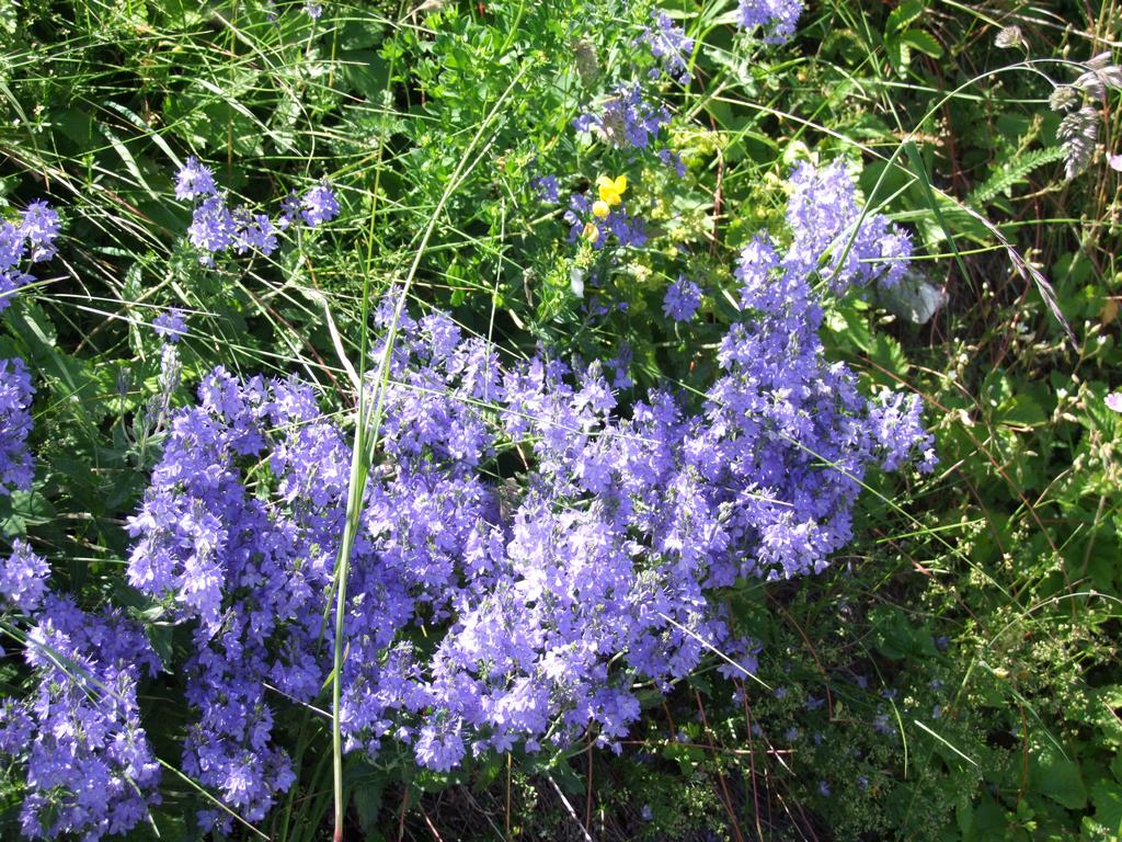 Clic pour voir l'image suivante