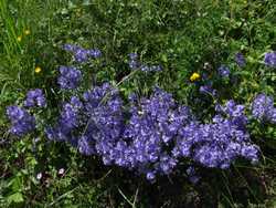 Clic pour agrandir l'�mage (1024x768 pixels; 265 KB)