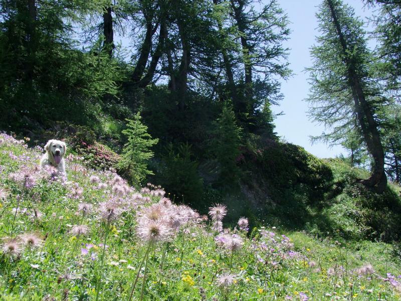 Clic pour voir l'image suivante