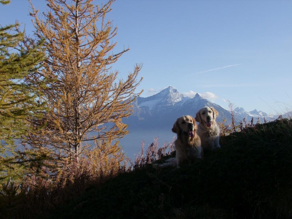 Pour l'image suivante