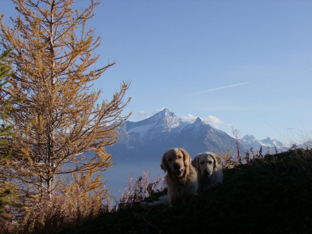 Pour l'image suivante