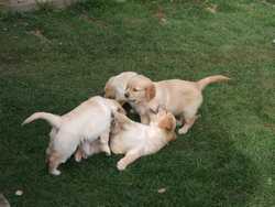 Pour agrandir l'image (1024x768 pixels; 175 KB)