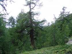 Cliquer pour agrandir l'image (800x600 pixels; 127 KB)