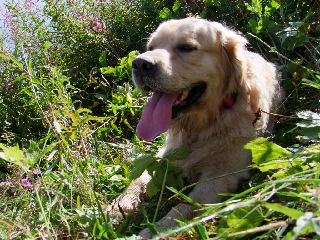 Pour l'image suivante