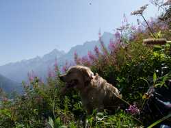 Pour agrandir l'image (1024x768 pixels; 162 KB)