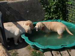 Pour agrandir l'image (1024x768 pixels; 150 KB)