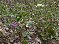 Clic pour agrandir l'image (1024x768 pixels; 222 KB)