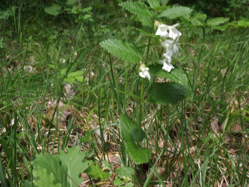 clic ici pour suivante