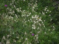 Clic pour agrandir l'image (1024x768 pixels; 214 KB)