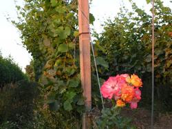 Clic pour agrandir l'image (1024x768 pixels; 140 KB)