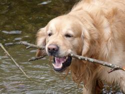 Clic pour agrandir l'image (1024x768 pixels; 101 KB)