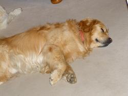 Clic pour agrandir l'image (1024x768 pixels; 85 KB)