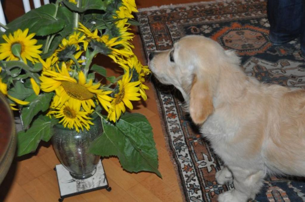 Clic pour l'image suivante