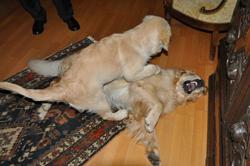 Clic pour agrandir l'image (1024x679 pixels; 76 KB)