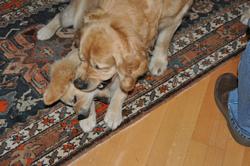 Clic pour agrandir l'image (1024x679 pixels; 94 KB)