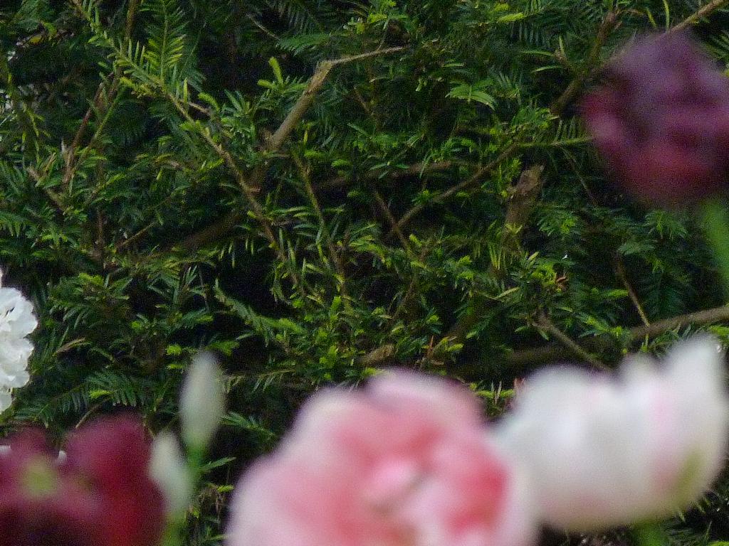 Clic pour l'image suivante