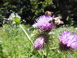 Clic pour agrandir l'image (1024x768 pixels; 232 KB)