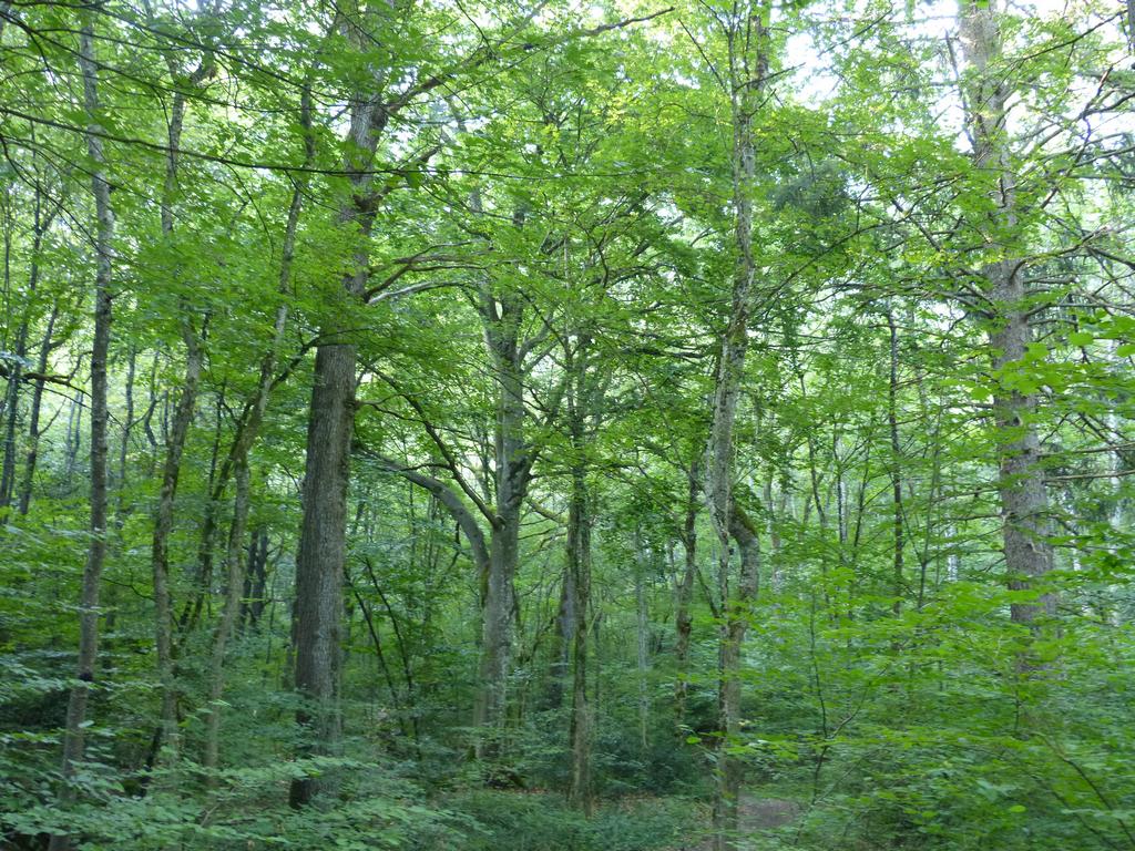 Clic pour l'image suivante