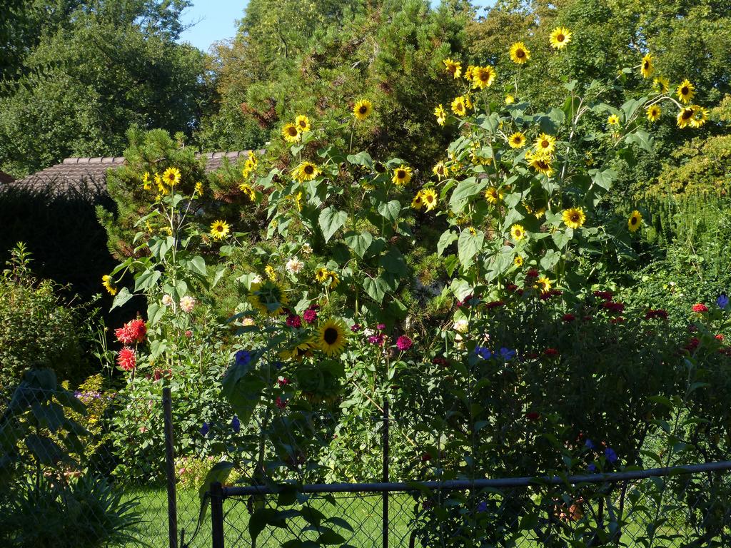 Clic pour l'image suivante