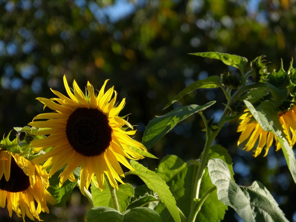 Clic pour l'image suivante