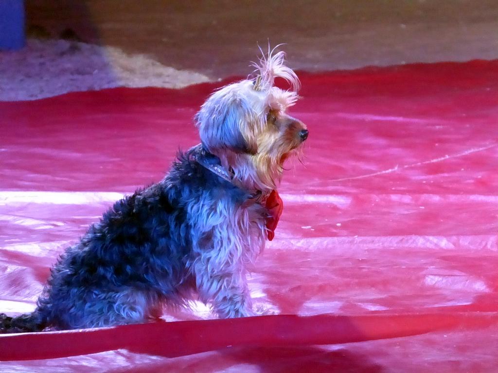 Clic pour l'image suivante