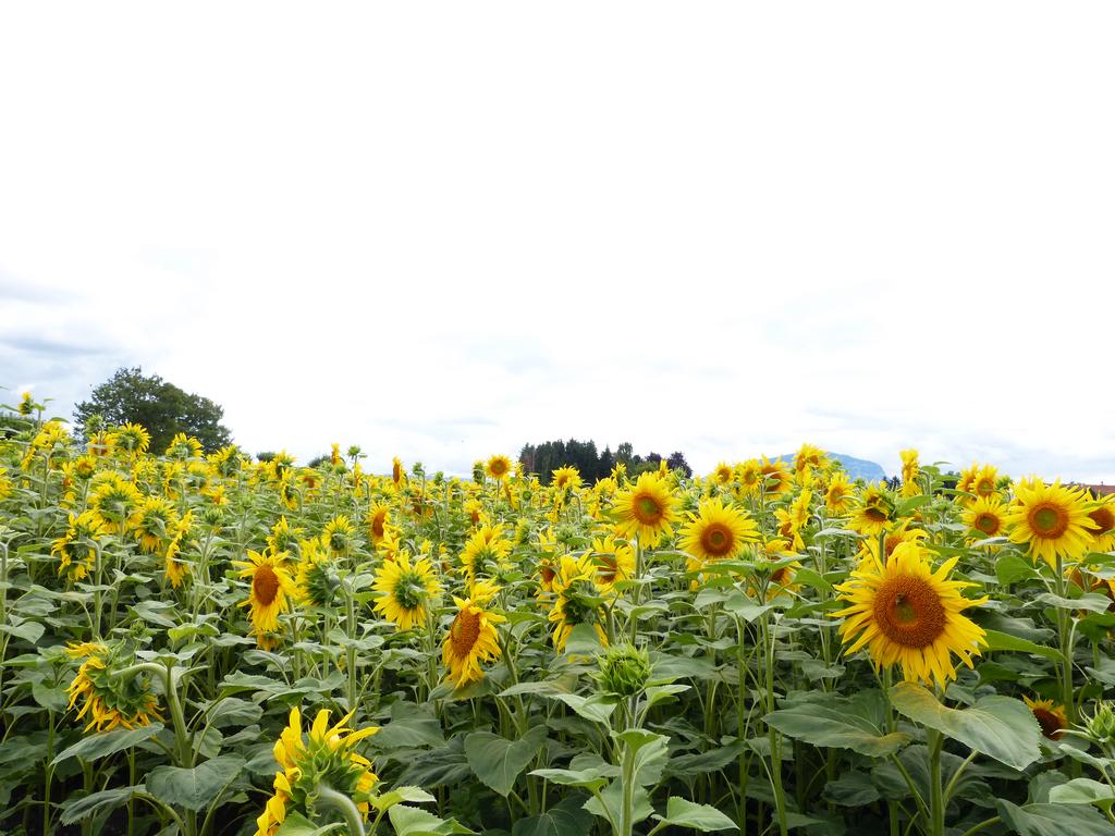 Click to see next picture